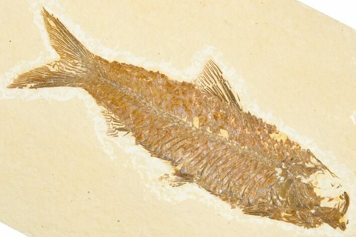 Detailed Fossil Fish (Knightia) - Wyoming #357544